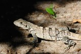 Black Spiny-tailed Iguana