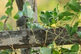 Spot-breasted Wren