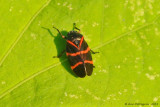 Froghopper 