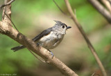 Tufted Titmouse