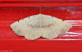 Moth sp.