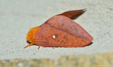 Spiny Oakworm Moth - Female