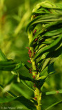 Goldenglow Aphids