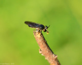 Robber Fly