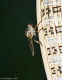 Robber Fly