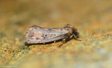 Moth-sp.---Tusc---610_5519.jpg