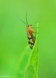 Scorpionfly