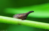 Wide-footed Treehopper 