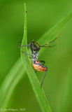 Wheel Bug Nymph with Beetle