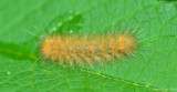 Caterpillars