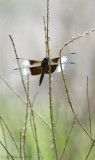 Widow Skimmer (Male)