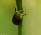 Green June Beetle