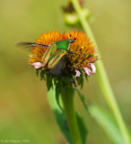 Green June Beetle