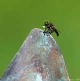 Predatory Fly sp.