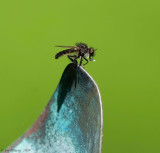 Predatory Fly sp.