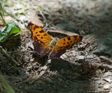 Eastern Comma