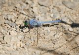 Eastern Pondhawk 