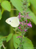 Cabbage White