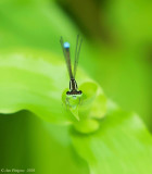 Eastern Forktail - Male