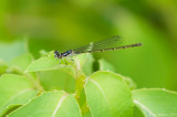 Fragile Forktail - Immature Female