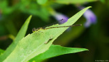 Fragile Forktail - Male