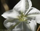 Tropical White Morning-glory