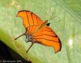 Ruddy Daggerwing