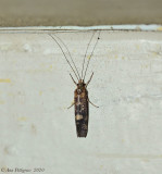 Moth sp.