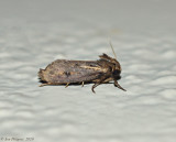 Moth sp.