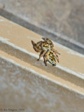 Emerald Jumping Spider