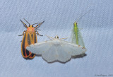 Painted Lichen Moth, Lesser Maple Spanworm Moth, Green Lacewing