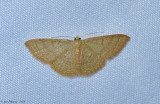 Common Tan Wave