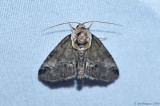 Moth sp.