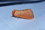 Datana sp.