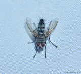 Parasitic Fly