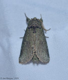 Moth sp.