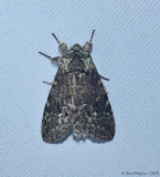 Moth sp.