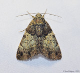 False Underwing