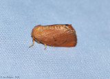 Moth sp.