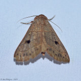 Red-lined Panopoda