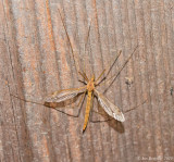 Crane Fly