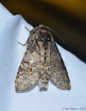 Moth sp.