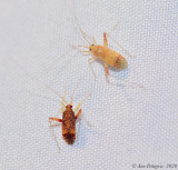 Unknown Bug Nymphs