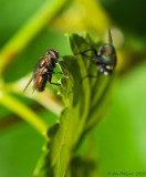 Common Green Bottle Fly