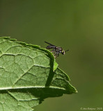 Robber Fly