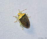 Stink Bug