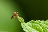 Holcocephala fusca