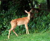 White-tailed Fawns