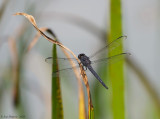 Slaty Skimmer