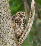 Great Horned Owl Fledgling